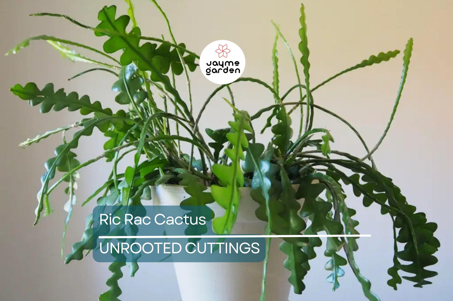 2 Ric Rac Cactus Cuttings – 5-6” Each, Fishbone Cactus (Epiphyllum anguliger) Easy to Root, Unique Zig Zag Indoor/Outdoor Plant