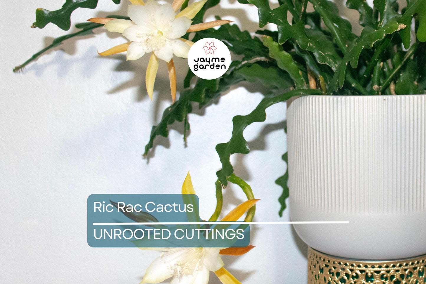 2 Ric Rac Cactus Cuttings – 5-6” Each, Fishbone Cactus (Epiphyllum anguliger) Easy to Root, Unique Zig Zag Indoor/Outdoor Plant