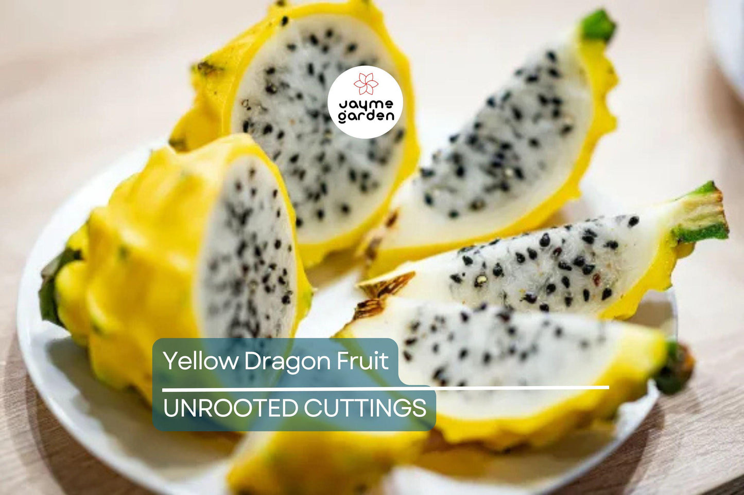 2 Yellow Dragon Fruit Fresh Cuttings (6”) – Sweet Tropical Live Plant, Easy to Grow, Ready to Plant – Cactus for Outdoor Gardens
