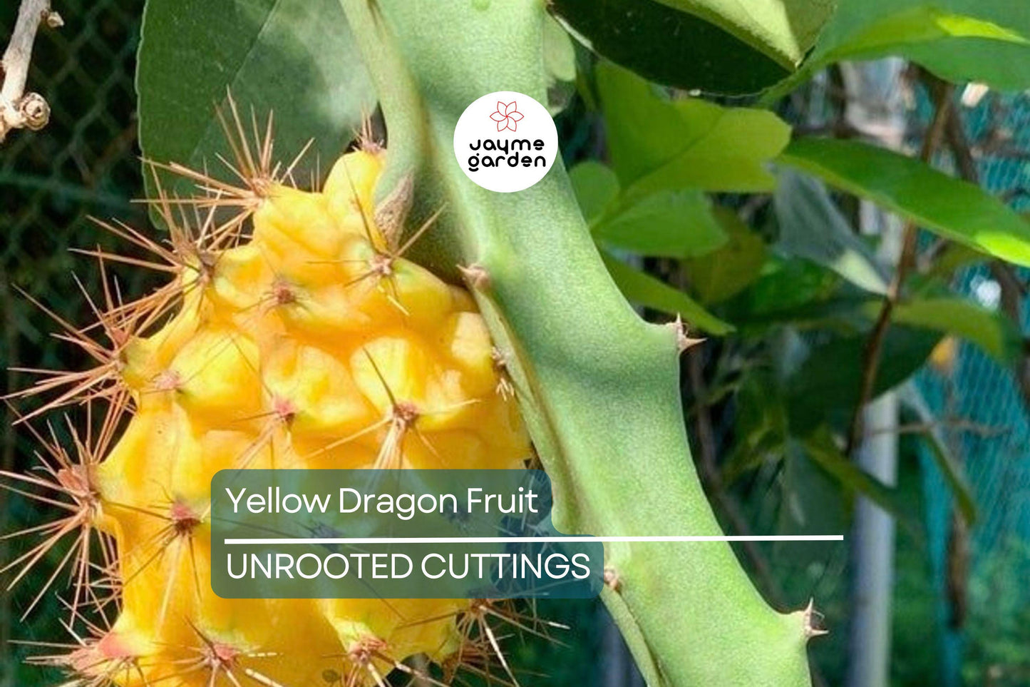 2 Yellow Dragon Fruit Fresh Cuttings (6”) – Sweet Tropical Live Plant, Easy to Grow, Ready to Plant – Cactus for Outdoor Gardens