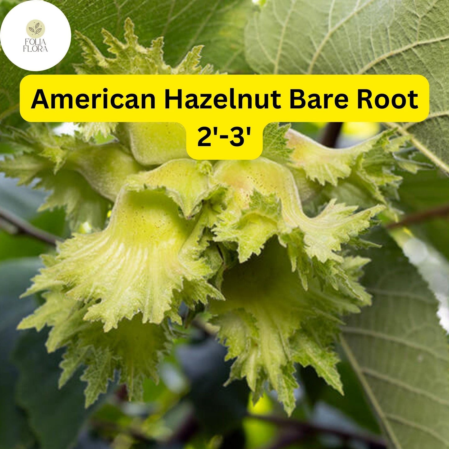 1 American Hazelnut Tree (Corylus americana) – Live Bare Root Plant 2'-3'