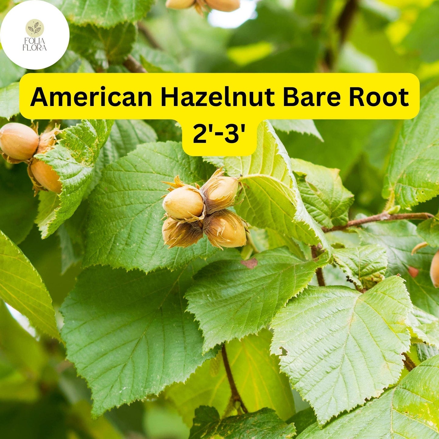 1 American Hazelnut Tree (Corylus americana) – Live Bare Root Plant 2'-3'