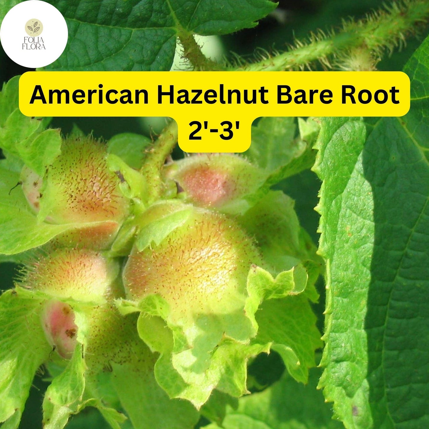 1 American Hazelnut Tree (Corylus americana) – Live Bare Root Plant 2'-3'