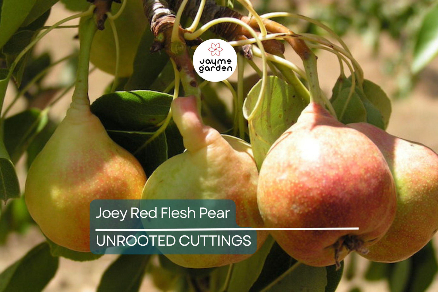 2 Joey Red Flesh Pear Tree Cuttings | Unrooted Scions for Grafting | Unique Cinnamon-Flavored Fruit
