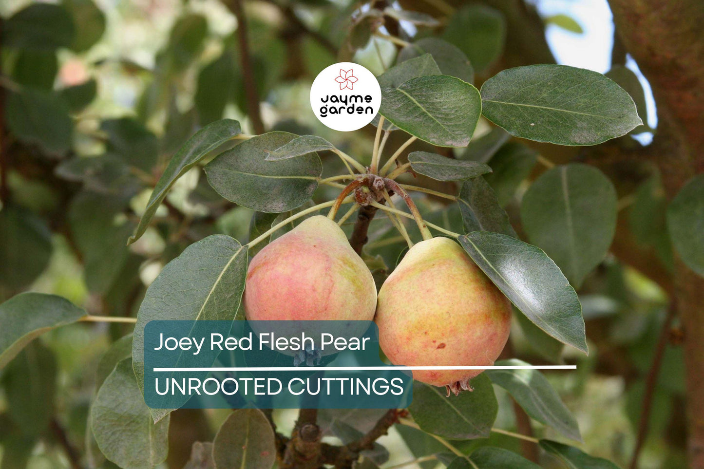 2 Joey Red Flesh Pear Tree Cuttings | Unrooted Scions for Grafting | Unique Cinnamon-Flavored Fruit