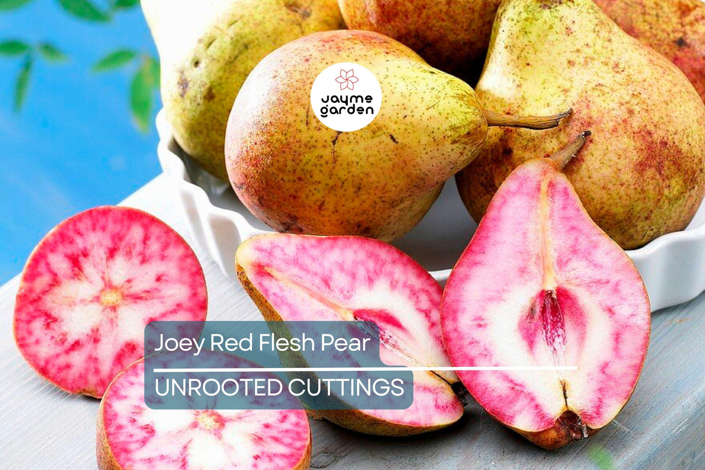 2 Joey Red Flesh Pear Tree Cuttings | Unrooted Scions for Grafting | Unique Cinnamon-Flavored Fruit