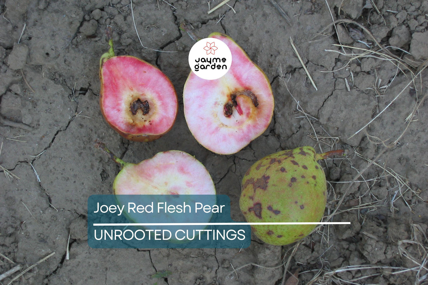 2 Joey Red Flesh Pear Tree Cuttings | Unrooted Scions for Grafting | Unique Cinnamon-Flavored Fruit