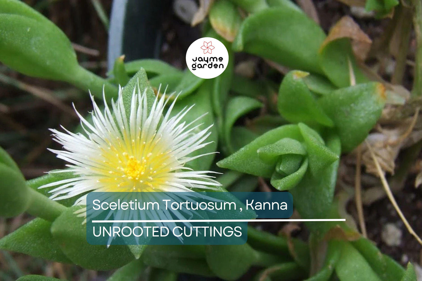 Sceletium Tortuosum Kanna - 7 Unrooted Cuttings, Edible, Air-Purifying, Medium Sunlight, Winter Bloomer, Indoor/Outdoor Gardening