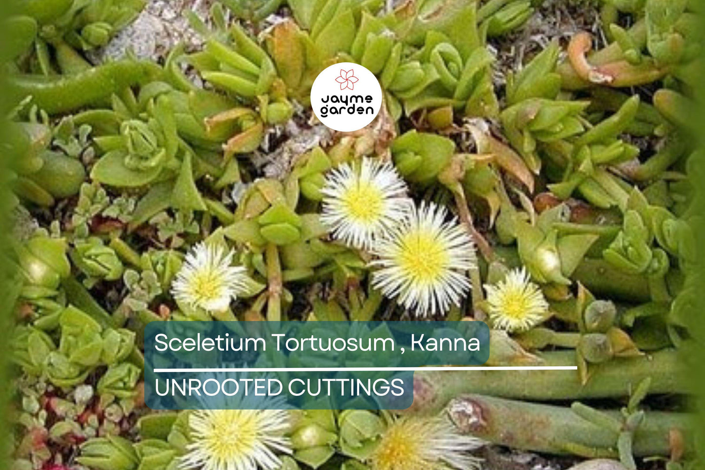 Sceletium Tortuosum Kanna - 7 Unrooted Cuttings, Edible, Air-Purifying, Medium Sunlight, Winter Bloomer, Indoor/Outdoor Gardening