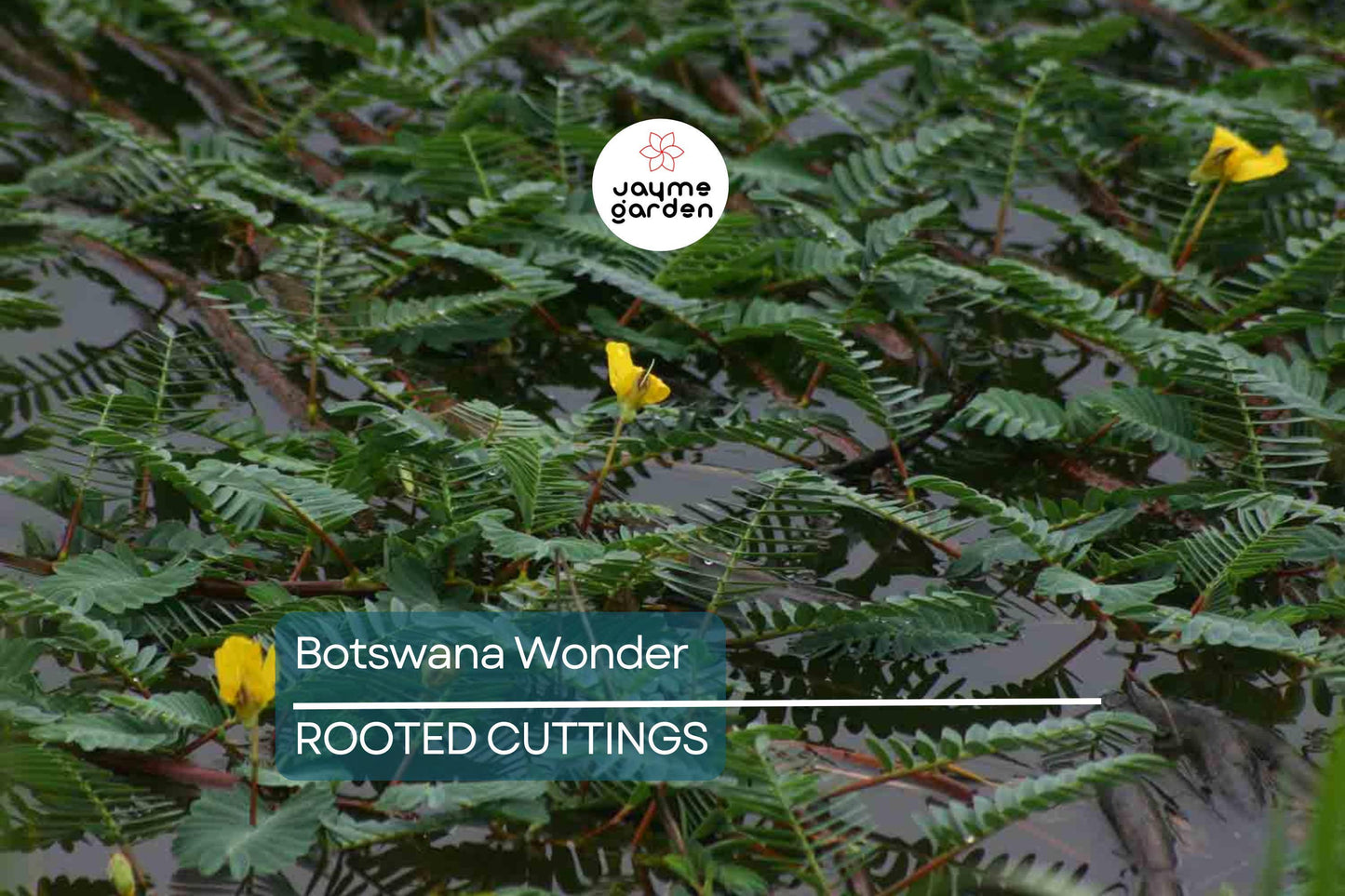 Botswana Wonder Sensitive Plant – Aeschynomene Fluitans | Tropical Aquatic Pond Plant | Floating Plant with Yellow Flowers