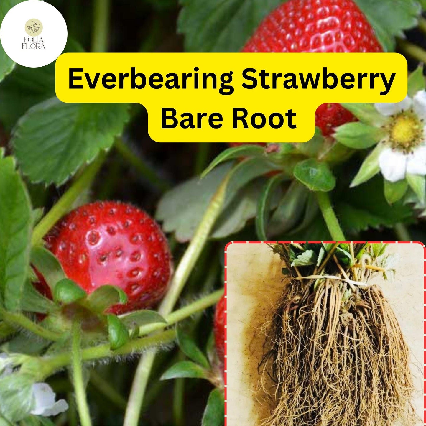 Everbearing Strawberry Bare Root Plants | Live Garden Outdoor Fruit | Sweet, Juicy, Continuous Harvest