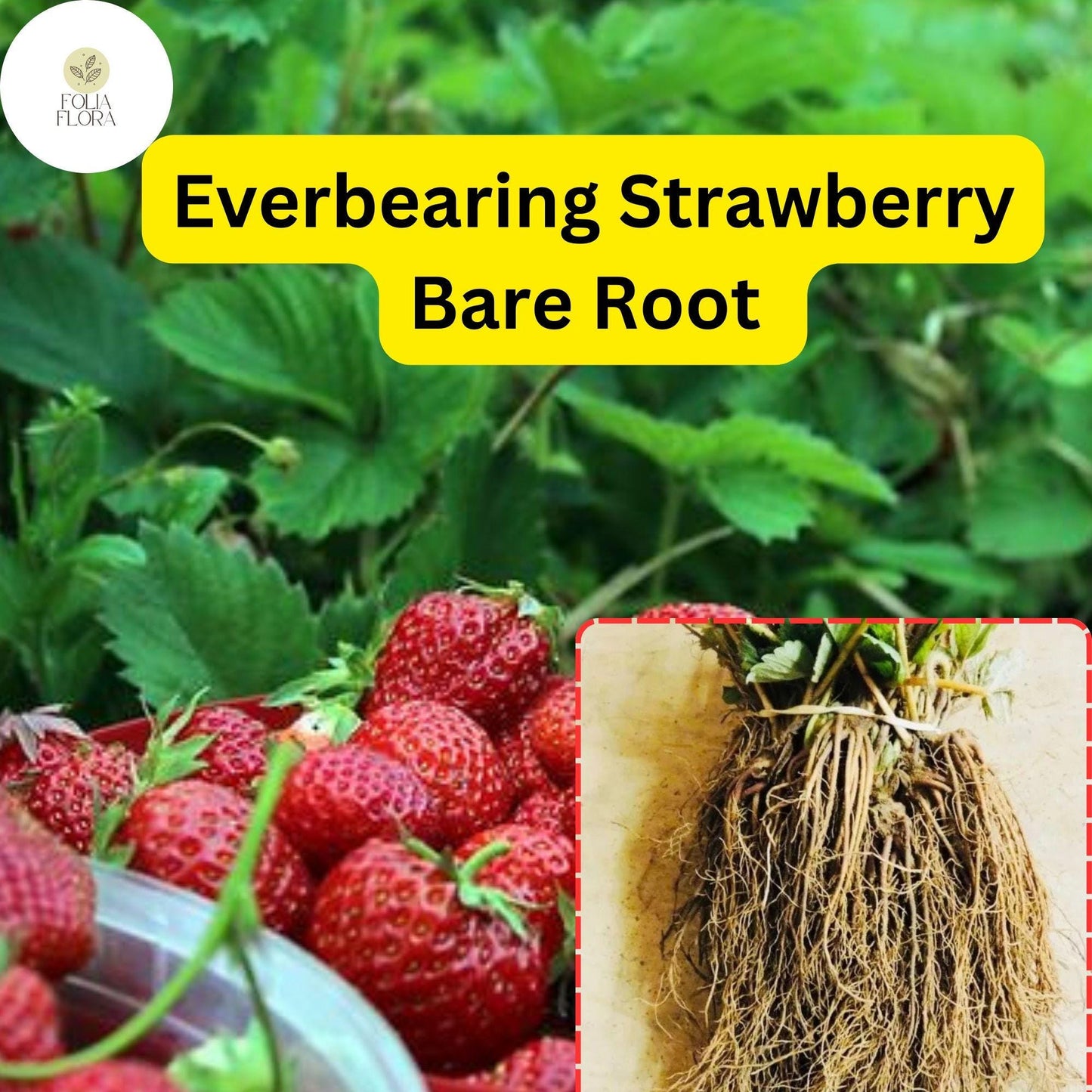 Everbearing Strawberry Bare Root Plants | Live Garden Outdoor Fruit | Sweet, Juicy, Continuous Harvest