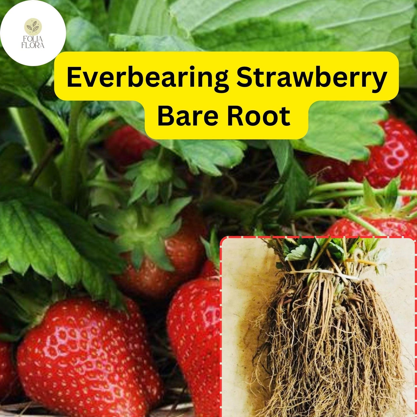 Everbearing Strawberry Bare Root Plants | Live Garden Outdoor Fruit | Sweet, Juicy, Continuous Harvest