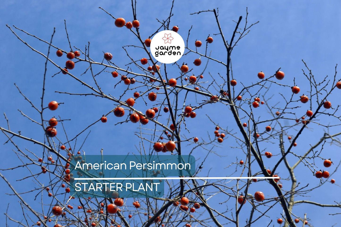 18"-24" American Persimmon Tree - Live Bare Root Plant - Diospyros Virginiana - Hardy Zones 3-8 - Delicious Deciduous Fruit Tree
