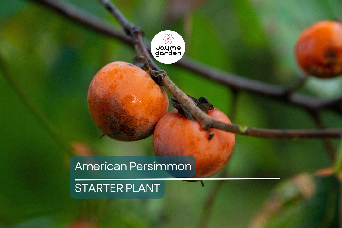 18"-24" American Persimmon Tree - Live Bare Root Plant - Diospyros Virginiana - Hardy Zones 3-8 - Delicious Deciduous Fruit Tree