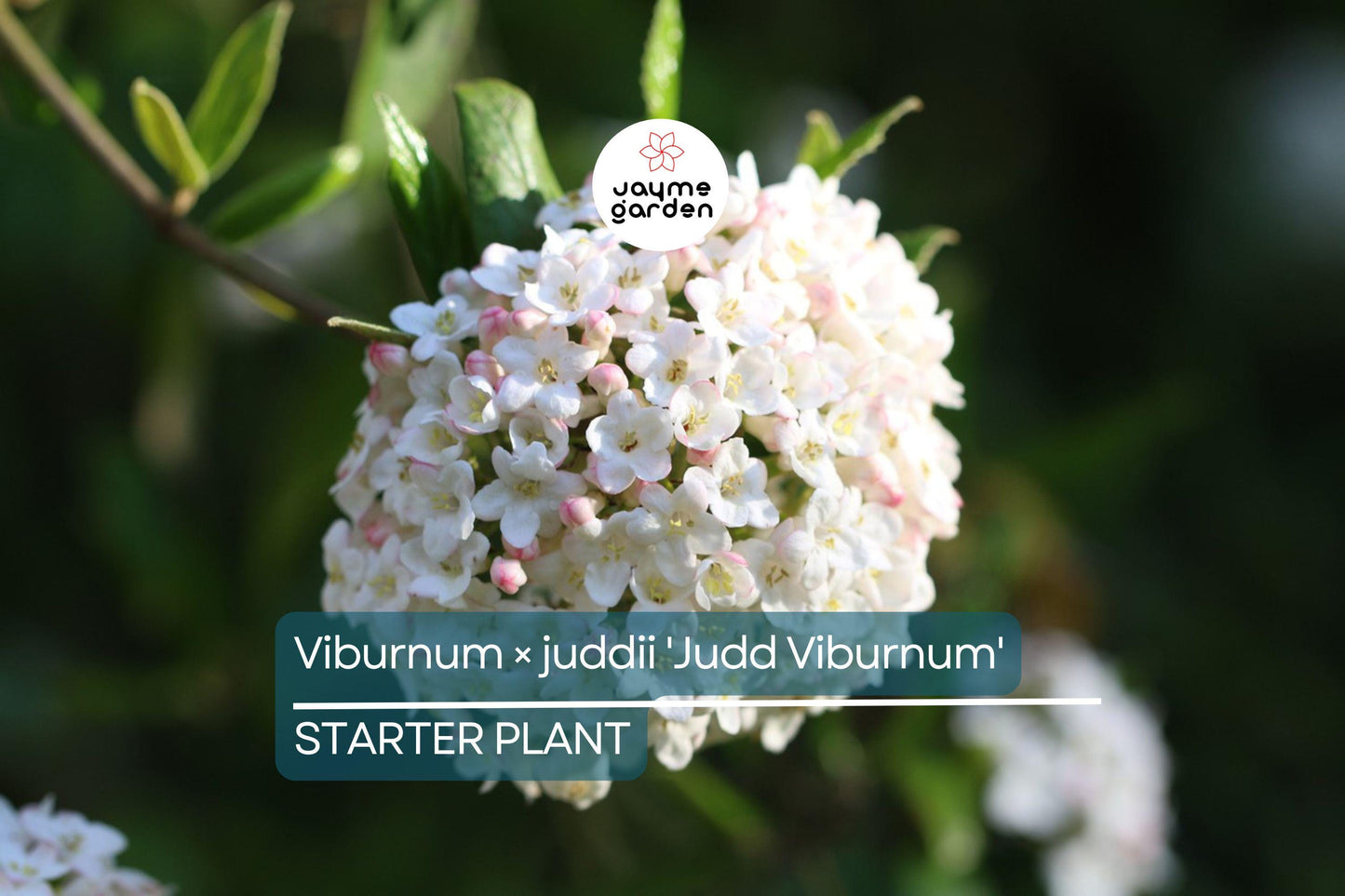 12-18" Judd Viburnum Shrub (Viburnum ร juddii) - Fragrant Flowers, Colorful Foliage - Live Deciduous Plant for Zones 4-8