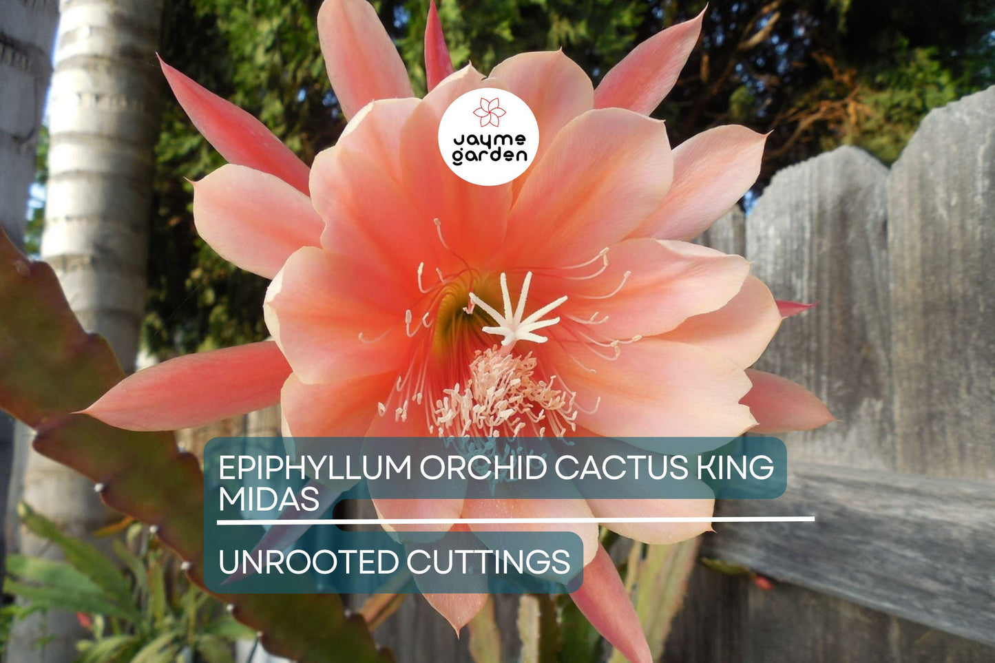 Epiphyllum Orchid Cactus ‘King Midas’ Cutting | 8"-10" Long | Large Vibrant Blooms | Hybrid Epiphyllum Cutting
