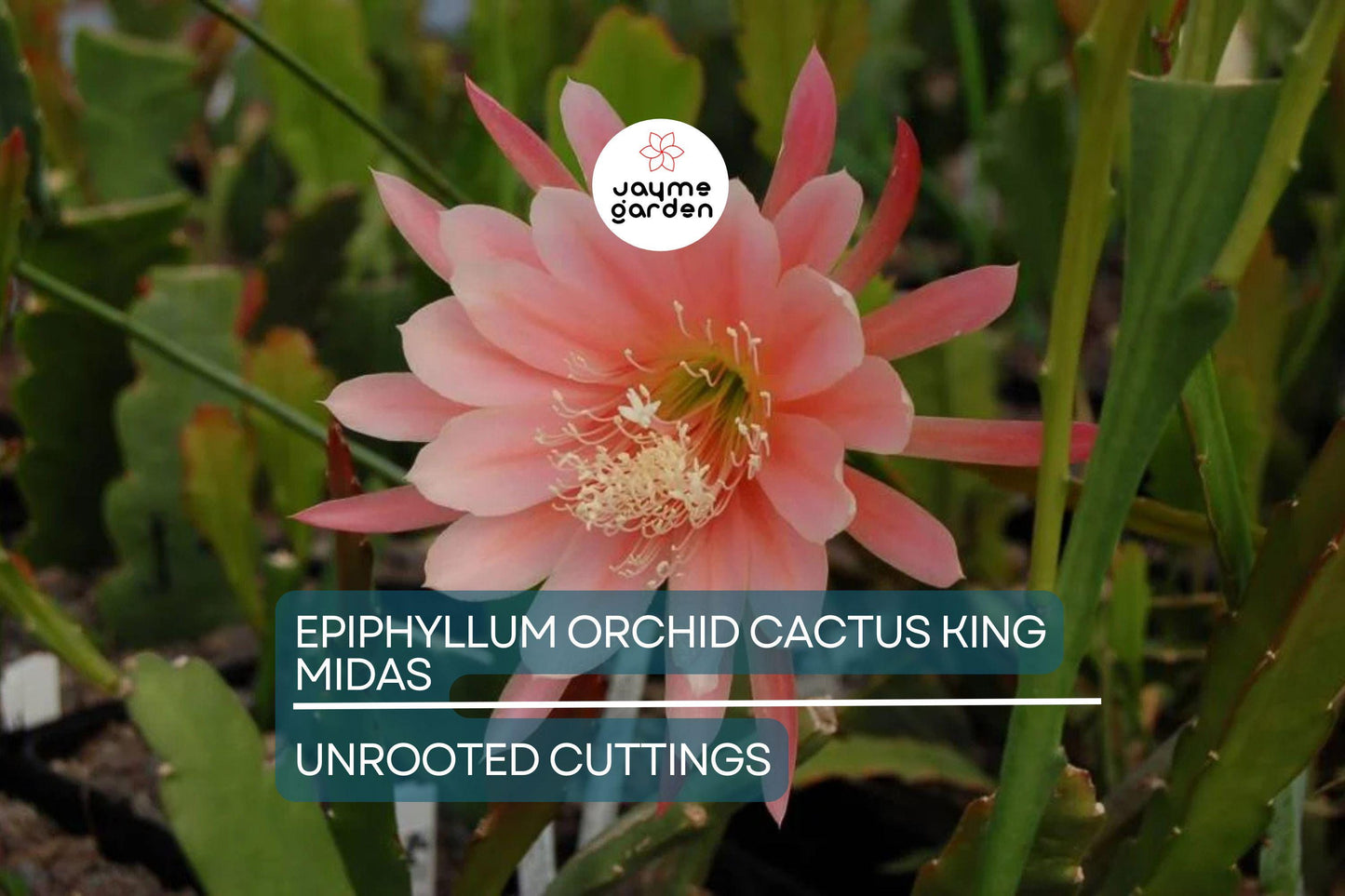 Epiphyllum Orchid Cactus ‘King Midas’ Cutting | 8"-10" Long | Large Vibrant Blooms | Hybrid Epiphyllum Cutting