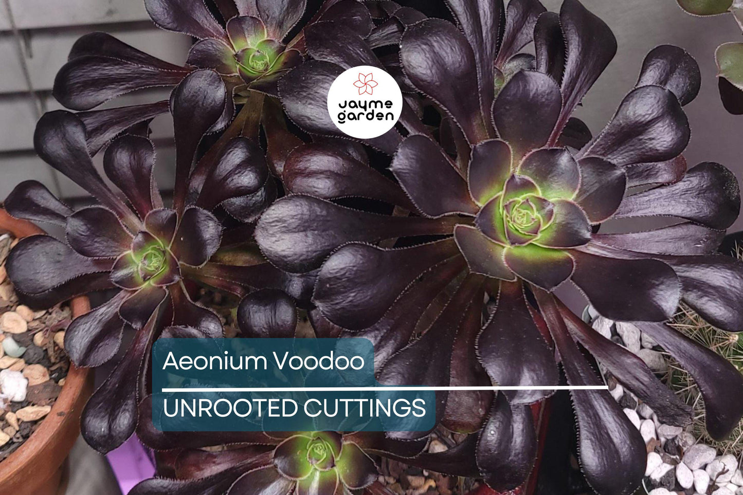 Aeonium ‘Voodoo’ Cutting | Rare Succulent with Deep Purple Rosettes | Easy to Grow
