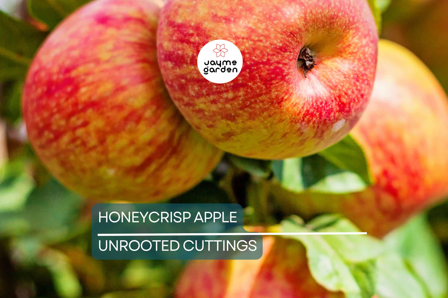 6 Honeycrisp Apple Tree Scion Wood Cuttings - Organic, 6-9" Hardwood - Winter Hardy
