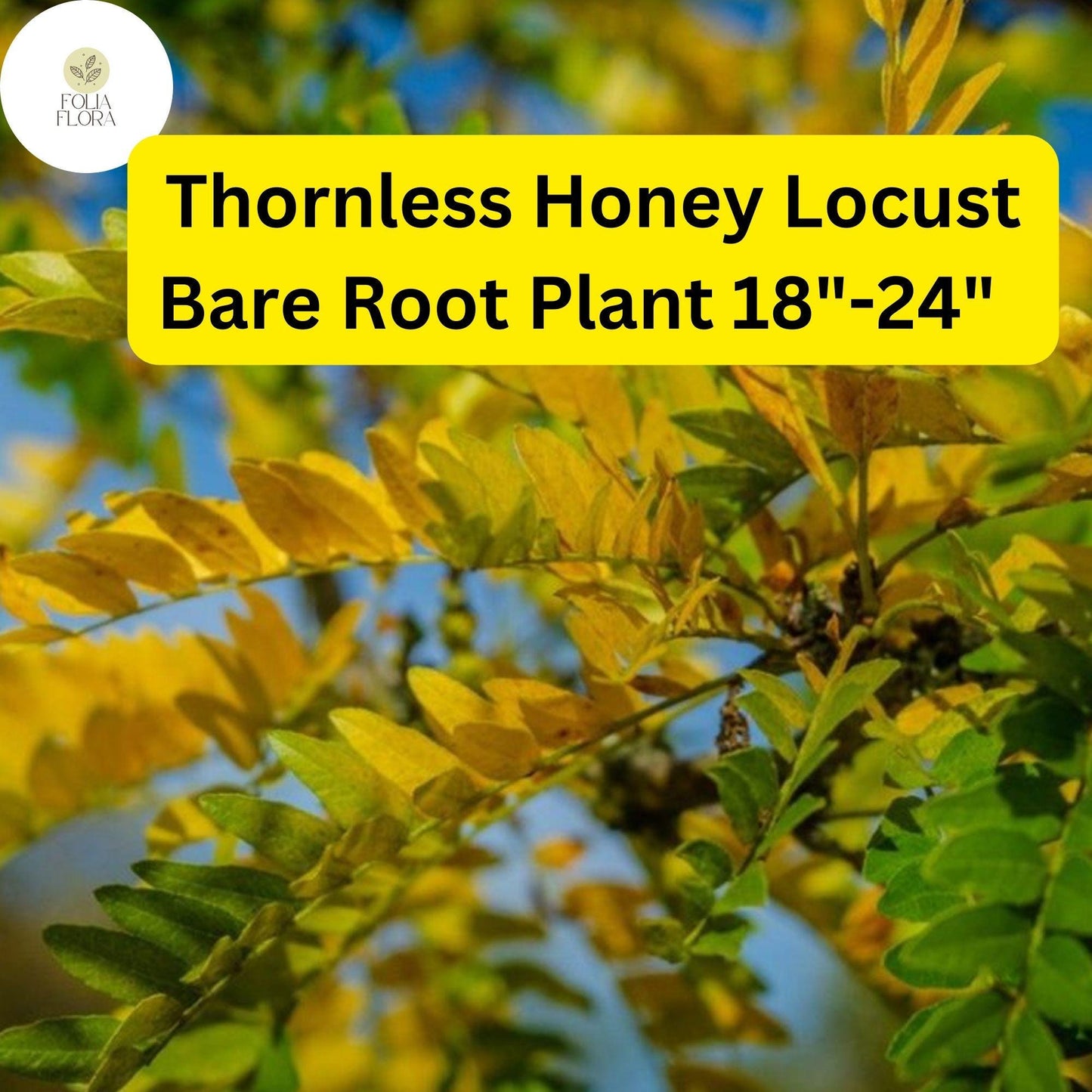 1 Live Bare Root Plant Thornless Honey Locust Tree (Gleditsia triacanthos var. inermis) 18"-24"
