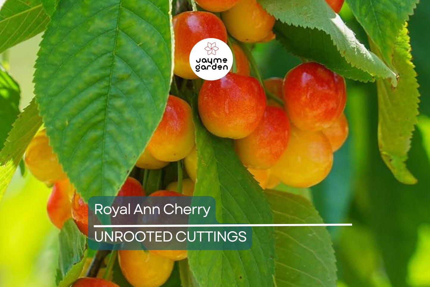 Royal Ann Cherry Tree Scion Cuttings | 3 Fresh Cuttings | Grafting | Cold-Hardy, Sweet Yellow-Red Cherries | Great for Containers