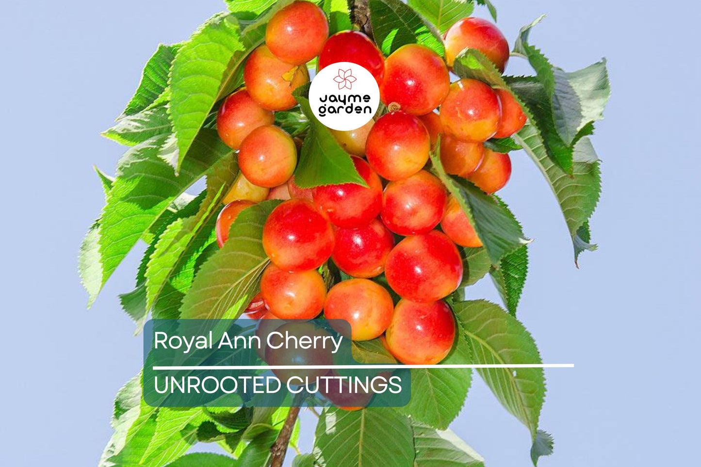 Royal Ann Cherry Tree Scion Cuttings | 3 Fresh Cuttings | Grafting | Cold-Hardy, Sweet Yellow-Red Cherries | Great for Containers