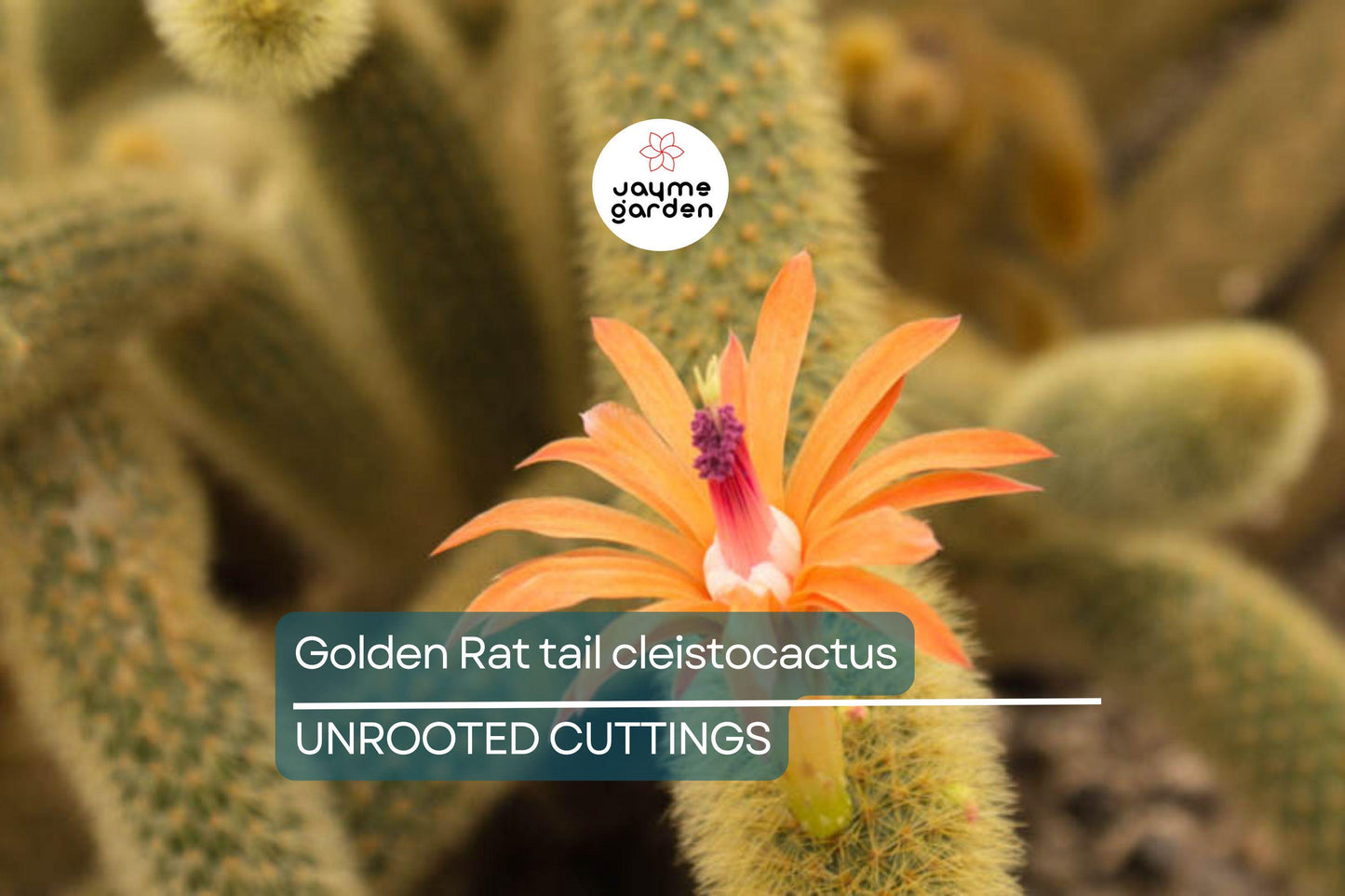 Gold Rat Tail Cactus | 3 Live Cuttings | Rare Cleistocactus Succulent | Drought-Tolerant | Easy to Grow