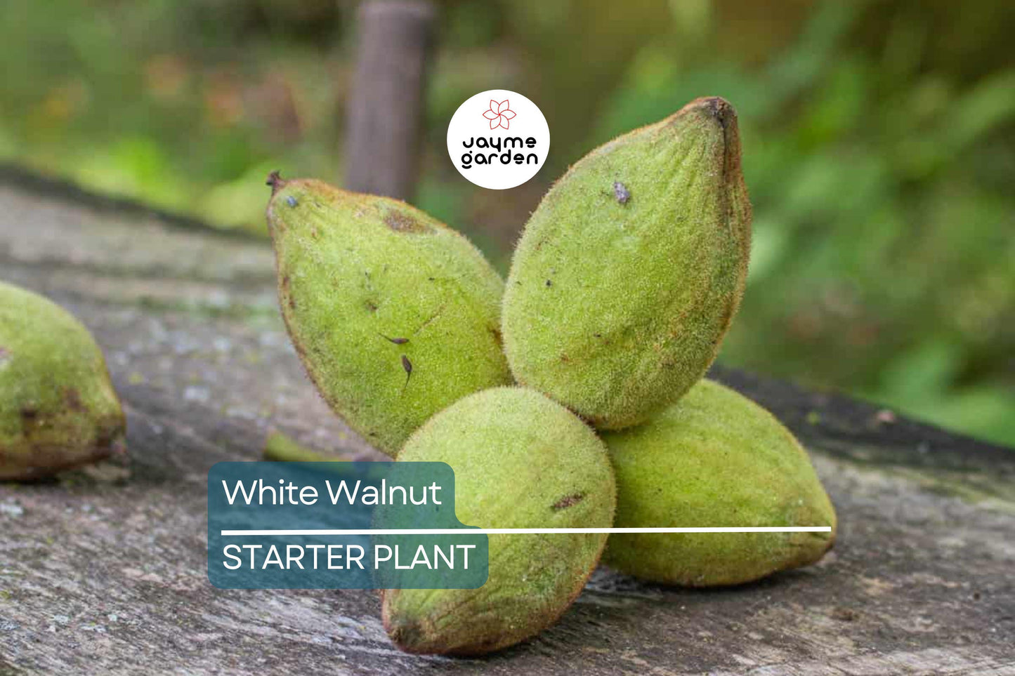 Butternut White Walnut Tree Seedlings - 2 Live Plants, Juglans cinerea, Fast-Growing Shade Tree, Hardy in USDA Zones 3-7