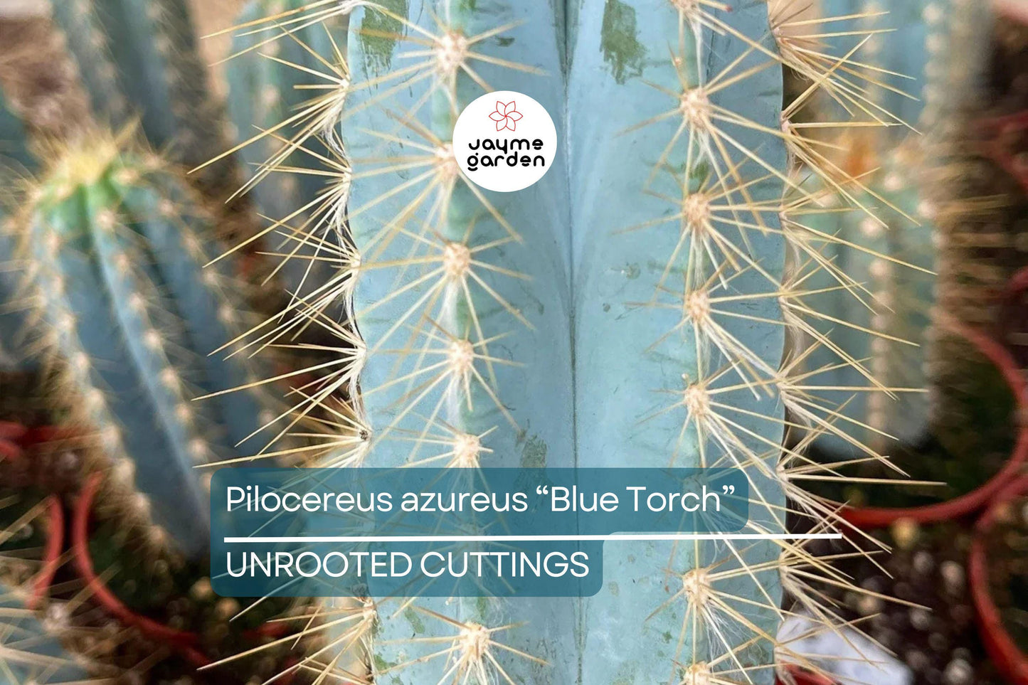 Pilosocereus Azureus ‘Blue Torch’ Cactus | 4” Live Cutting | Rare Blue Cactus | Easy to Root | Night-Blooming |