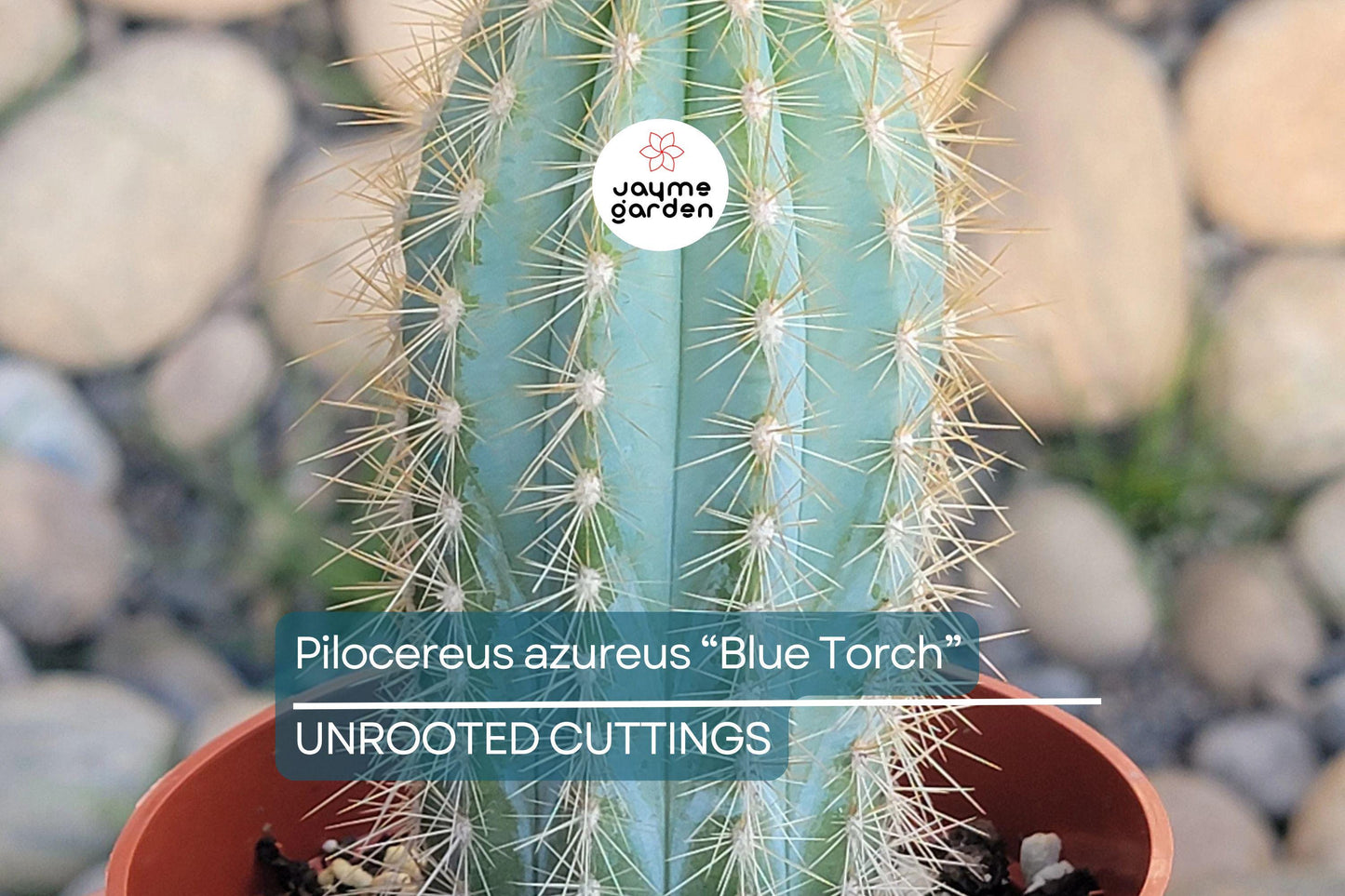 Pilosocereus Azureus ‘Blue Torch’ Cactus | 4” Live Cutting | Rare Blue Cactus | Easy to Root | Night-Blooming |