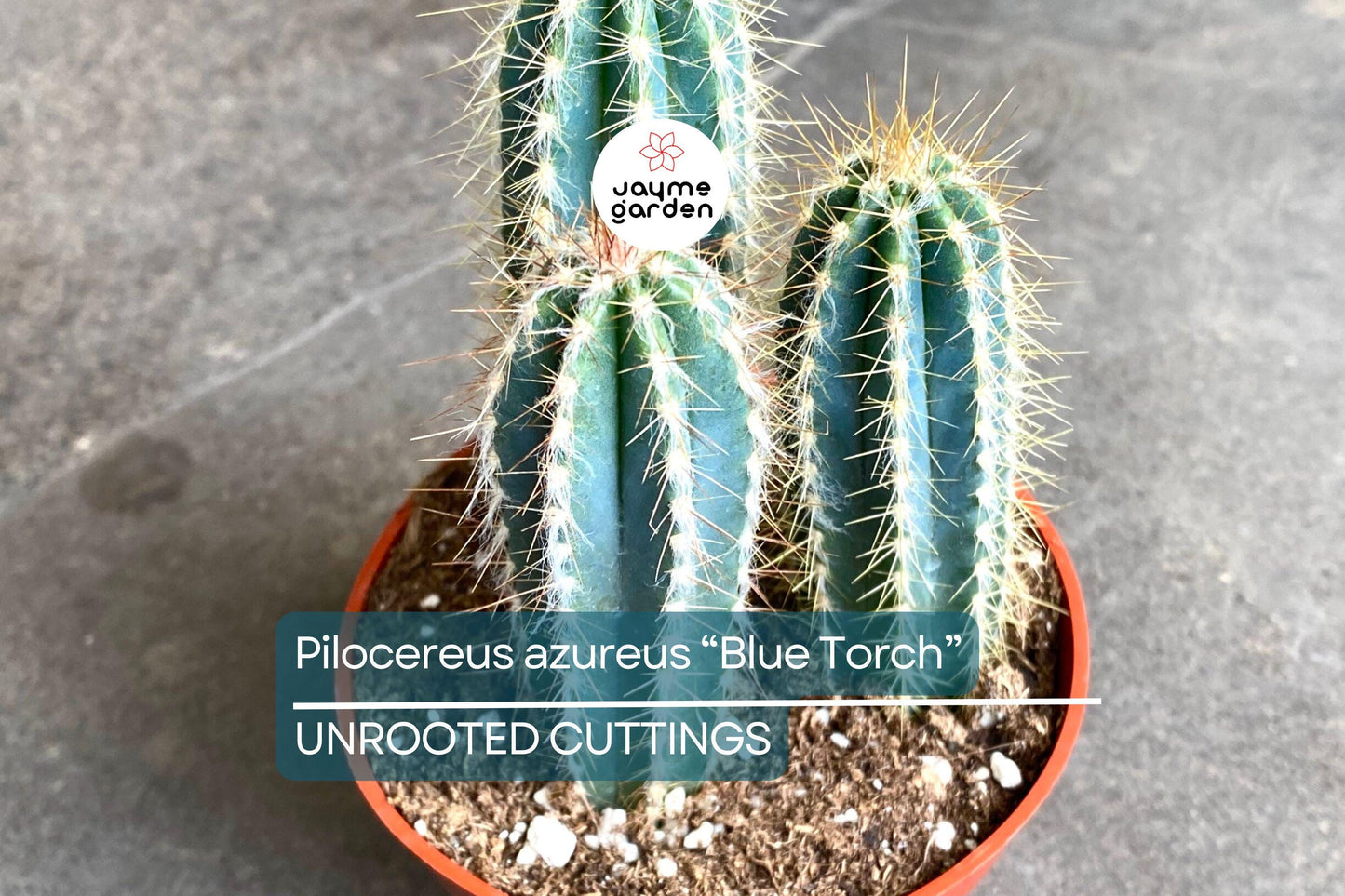 Pilosocereus Azureus ‘Blue Torch’ Cactus | 4” Live Cutting | Rare Blue Cactus | Easy to Root | Night-Blooming |