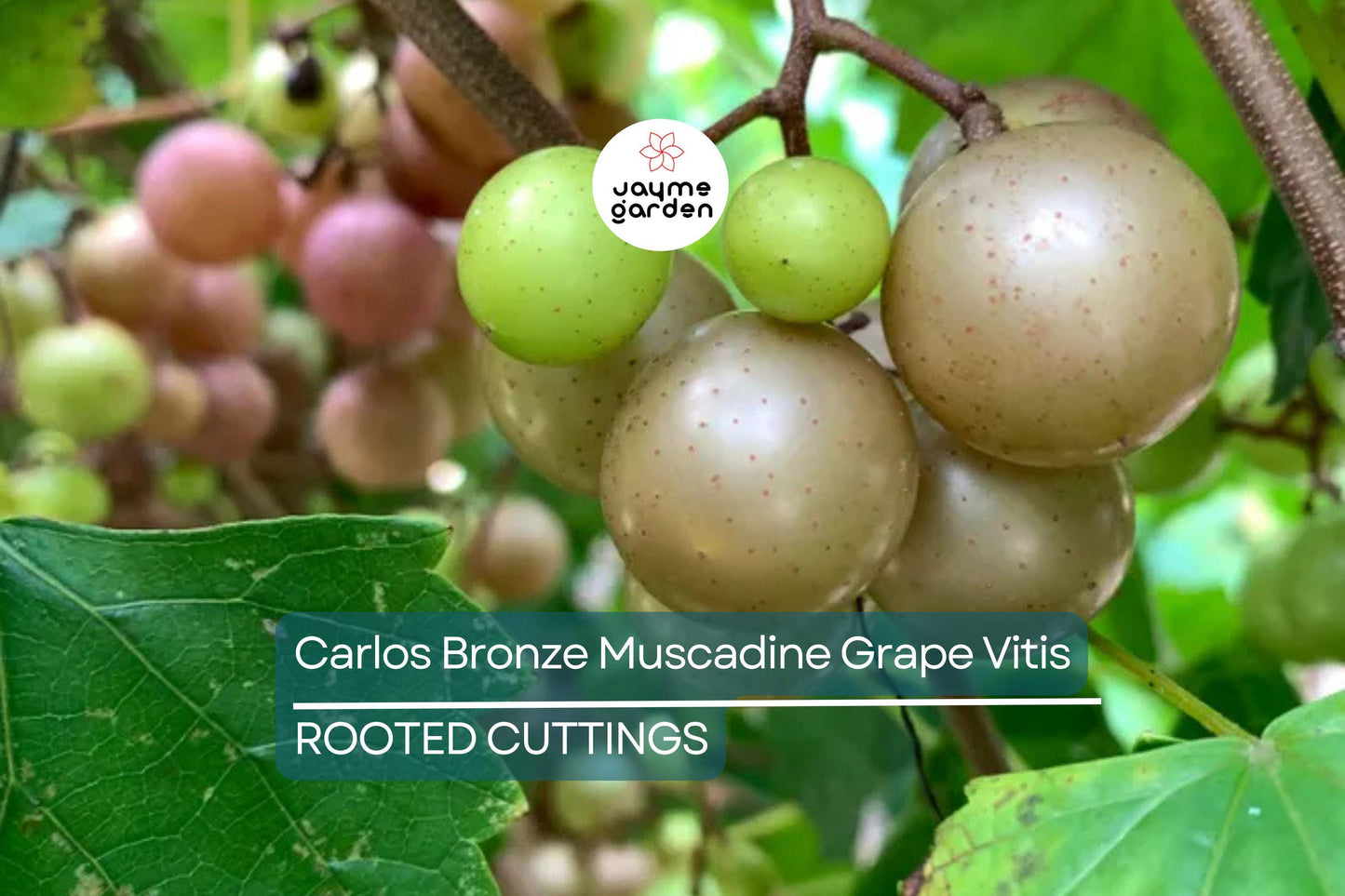 Carlos Bronze Muscadine Grape | 4-8” Live TC Plant | Vitis | Self-Fertile & Edible | Wine and Juice Vine | Cold Hardy |