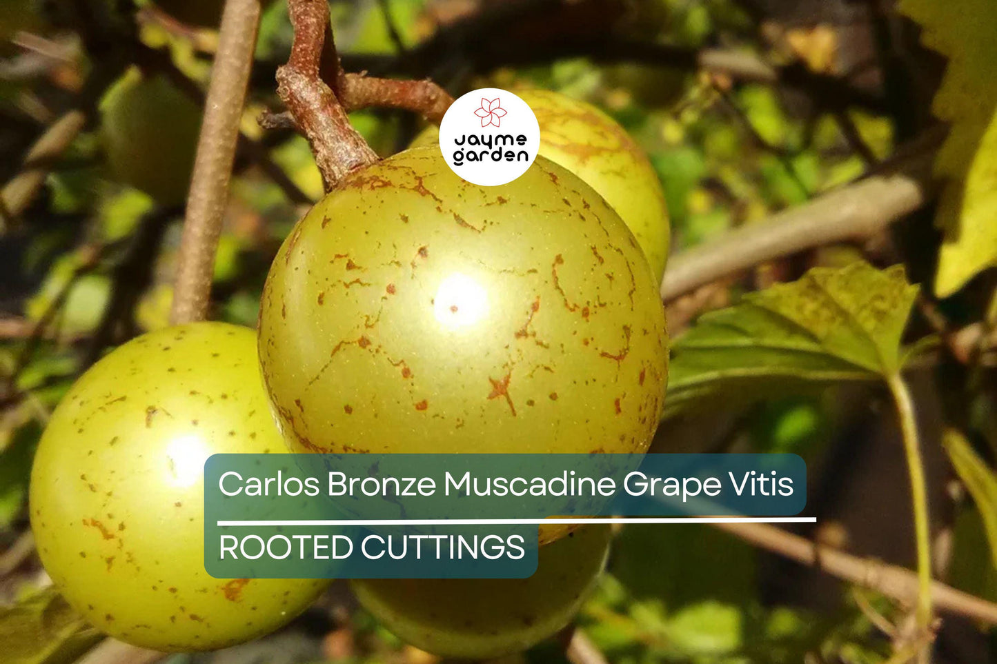 Carlos Bronze Muscadine Grape | 4-8” Live TC Plant | Vitis | Self-Fertile & Edible | Wine and Juice Vine | Cold Hardy |