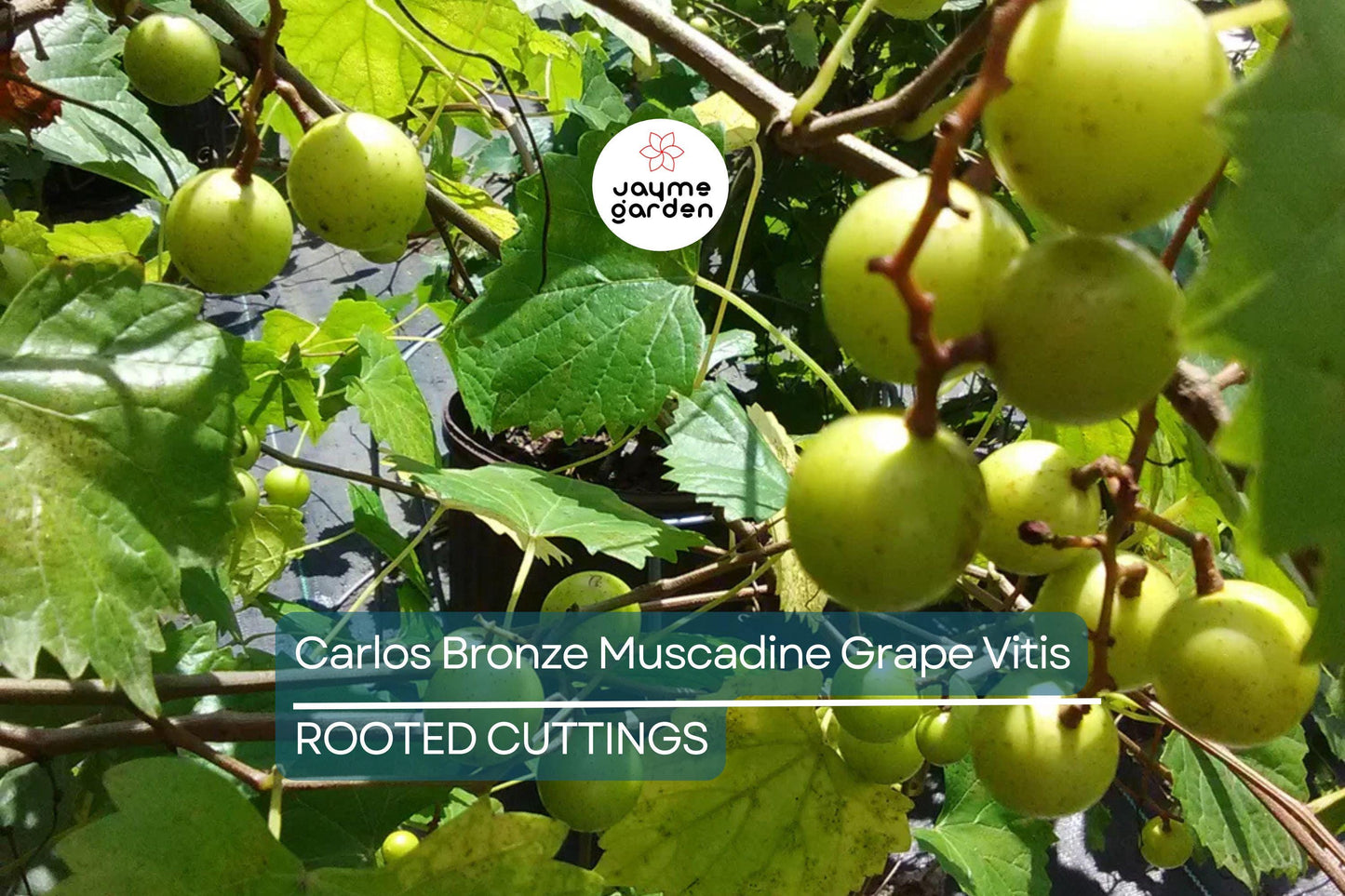 Carlos Bronze Muscadine Grape | 4-8” Live TC Plant | Vitis | Self-Fertile & Edible | Wine and Juice Vine | Cold Hardy |