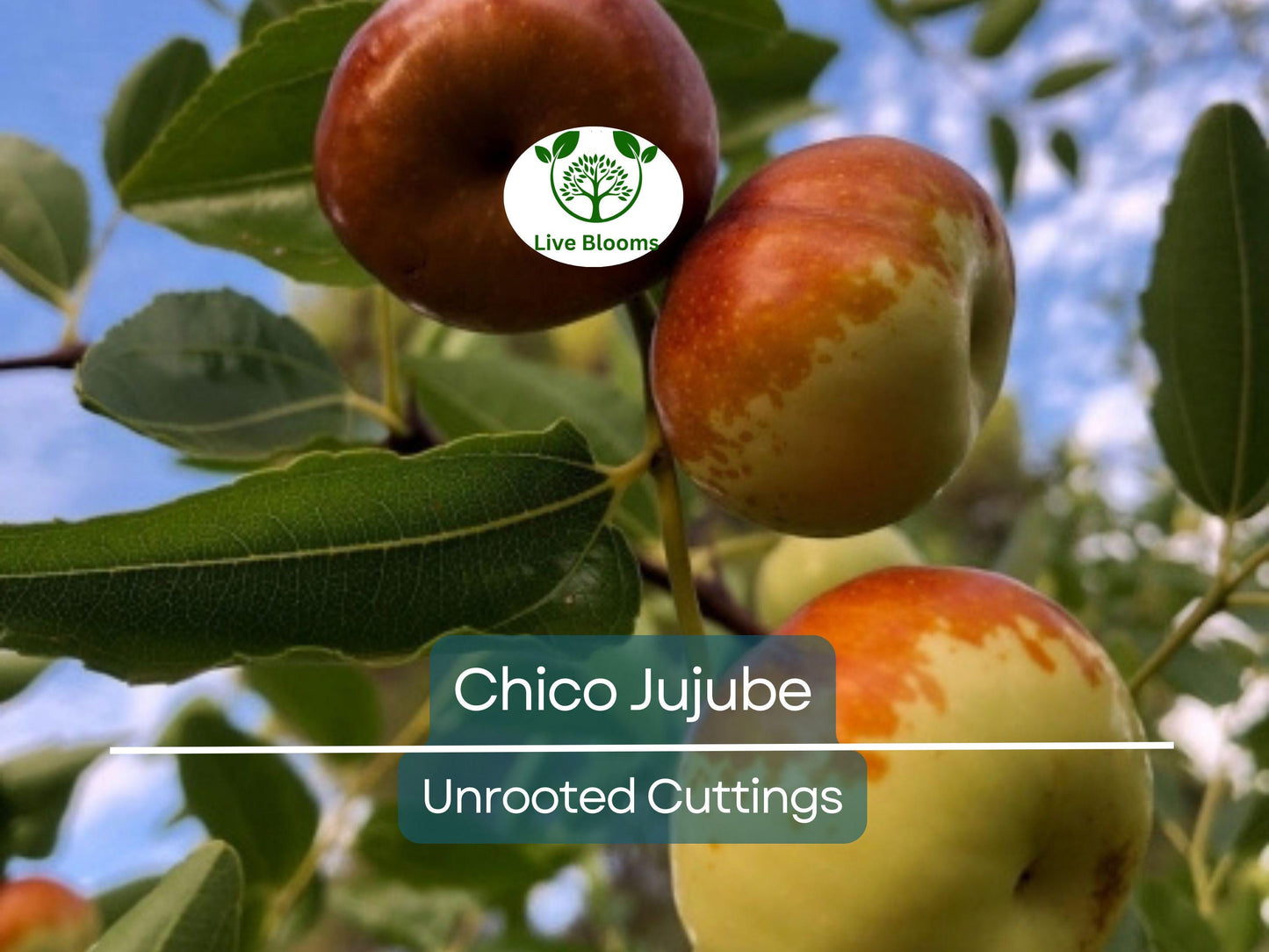 3 Chico Jujube Scion Cuttings 6-8" for Grafting, No Roots, Ziziphus jujuba, Sweet Fruit Tree, Ideal for Grafting or Propagation