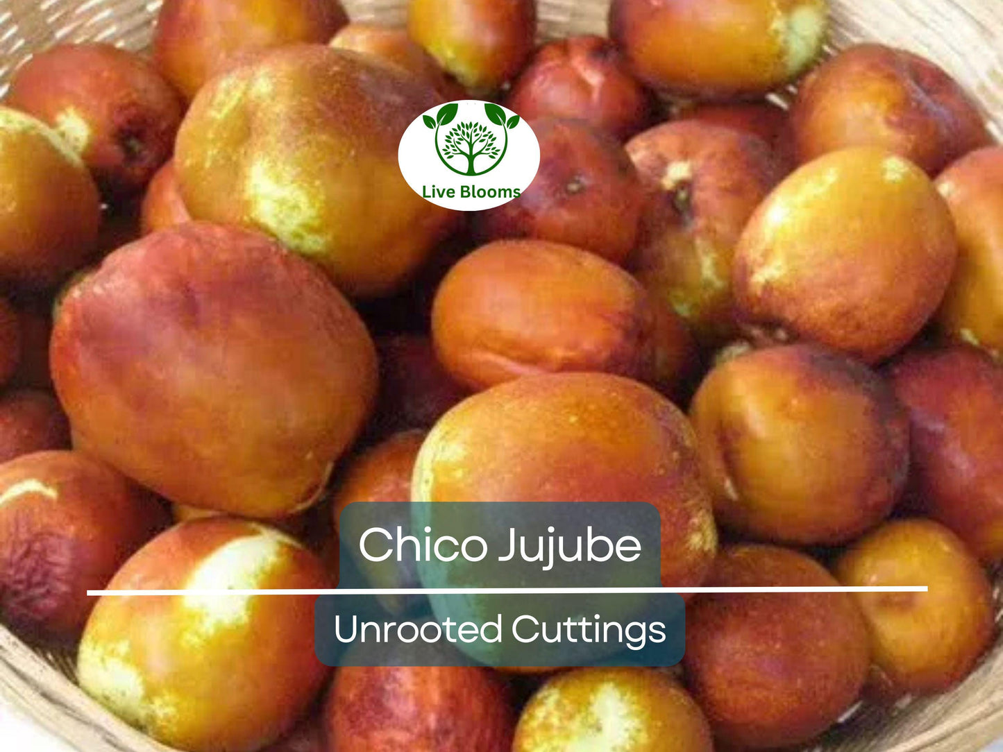 3 Chico Jujube Scion Cuttings 6-8" for Grafting, No Roots, Ziziphus jujuba, Sweet Fruit Tree, Ideal for Grafting or Propagation