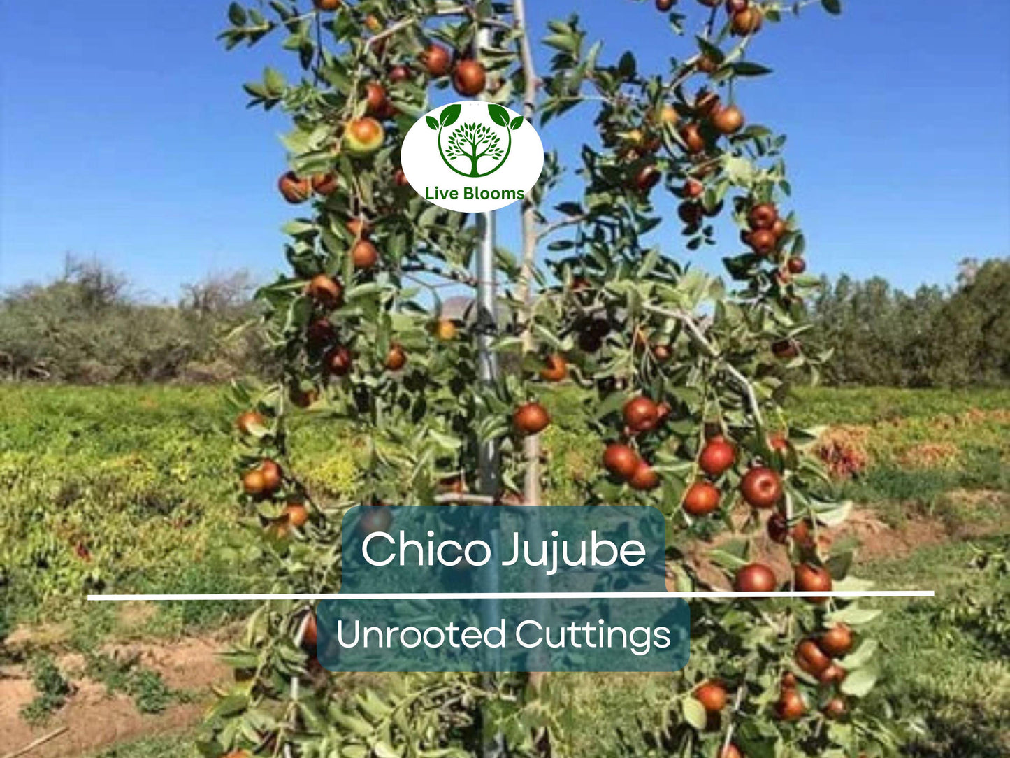 3 Chico Jujube Scion Cuttings 6-8" for Grafting, No Roots, Ziziphus jujuba, Sweet Fruit Tree, Ideal for Grafting or Propagation