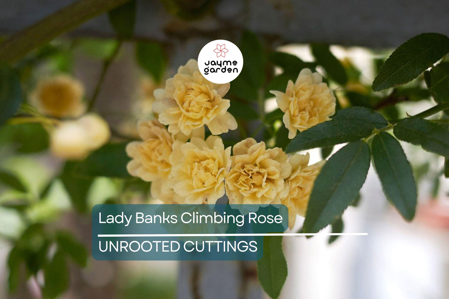 Lady Banks Climbing Rose Cuttings (4) | Thornless, Soft Yellow Blooms | Organic & USA Grown |