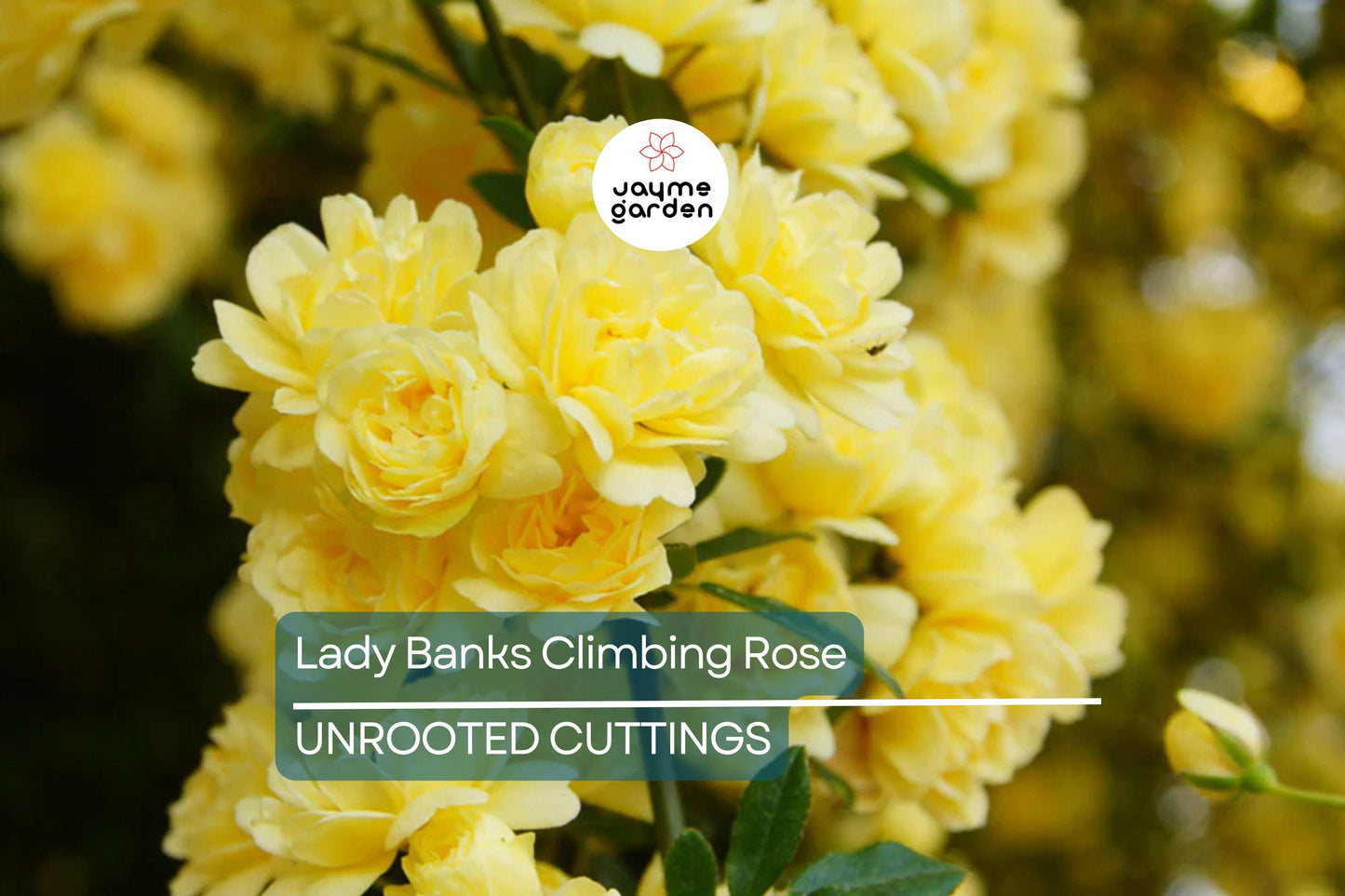 Lady Banks Climbing Rose Cuttings (4) | Thornless, Soft Yellow Blooms | Organic & USA Grown |