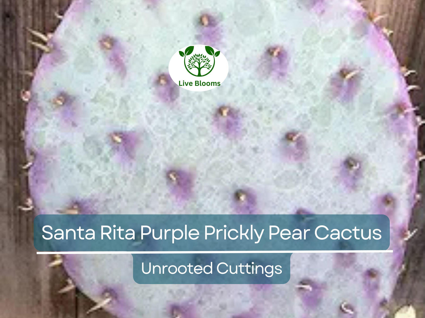 3 Santa Rita Purple Prickly Pear Cactus Opuntia Violacea 5-6" Unrooted Cuttings, Purple Opuntia, Rare Cactus for Sale
