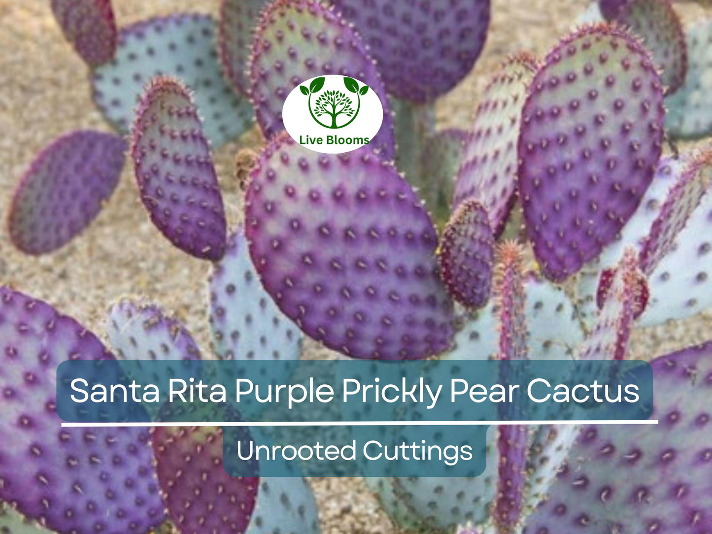 3 Santa Rita Purple Prickly Pear Cactus Opuntia Violacea 5-6" Unrooted Cuttings, Purple Opuntia, Rare Cactus for Sale