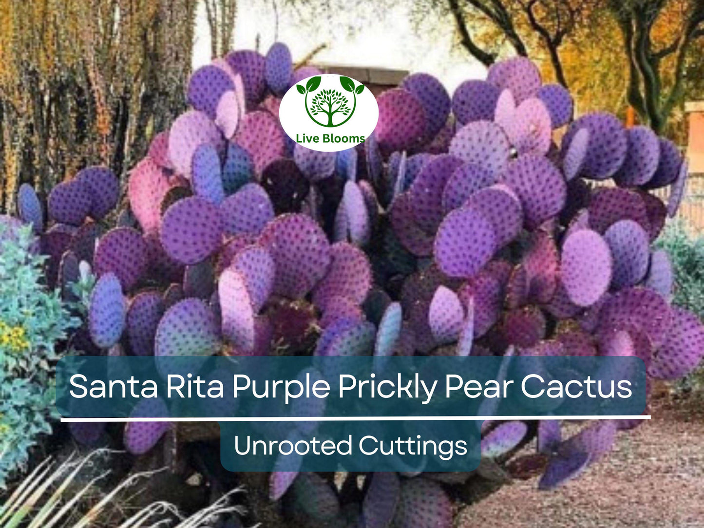 3 Santa Rita Purple Prickly Pear Cactus Opuntia Violacea 5-6" Unrooted Cuttings, Purple Opuntia, Rare Cactus for Sale