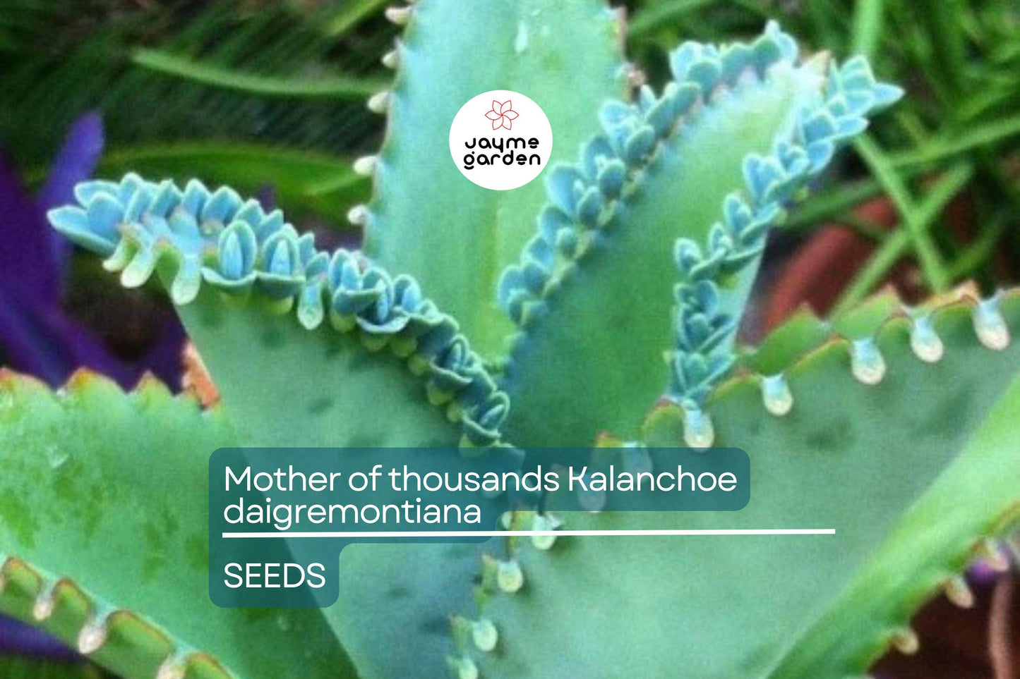 Mother of Thousands (Kalanchoe daigremontiana) β 25 Rare Succulent Seeds | Mexican Hat Plant for Indoor & Outdoor Gardens