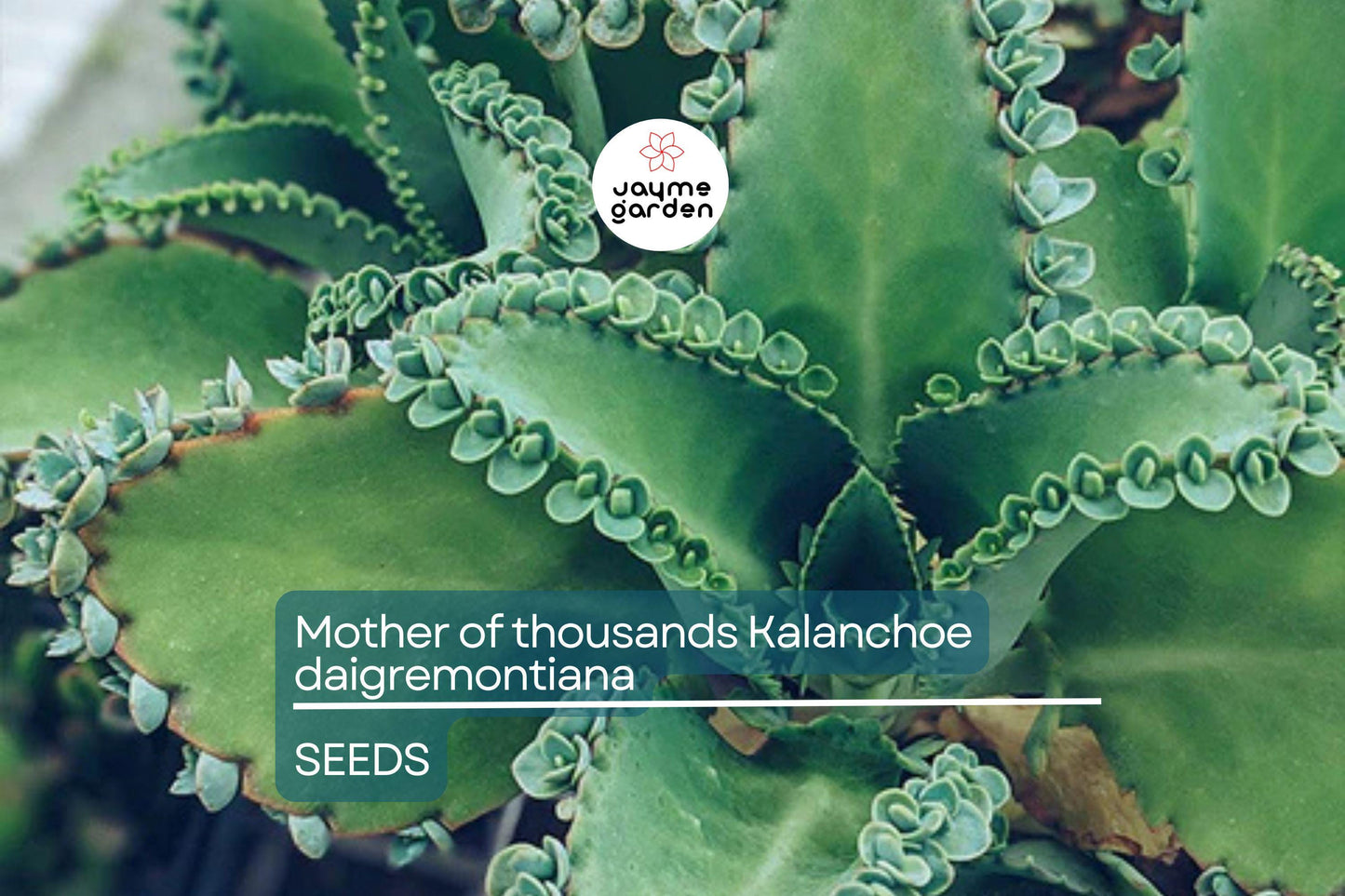 Mother of Thousands (Kalanchoe daigremontiana) β 25 Rare Succulent Seeds | Mexican Hat Plant for Indoor & Outdoor Gardens
