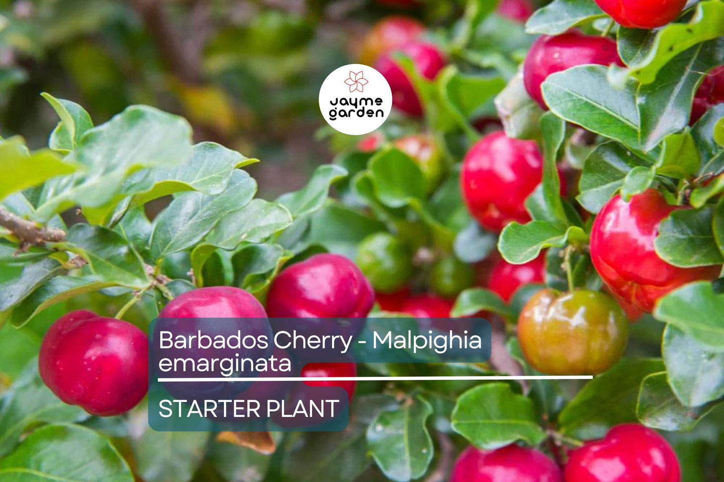 Acerola Barbados Cherry Plant (Malpighia emarginata) | Vitamin C-Rich Fruit, Evergreen Shrub, USDA Zones 9-12