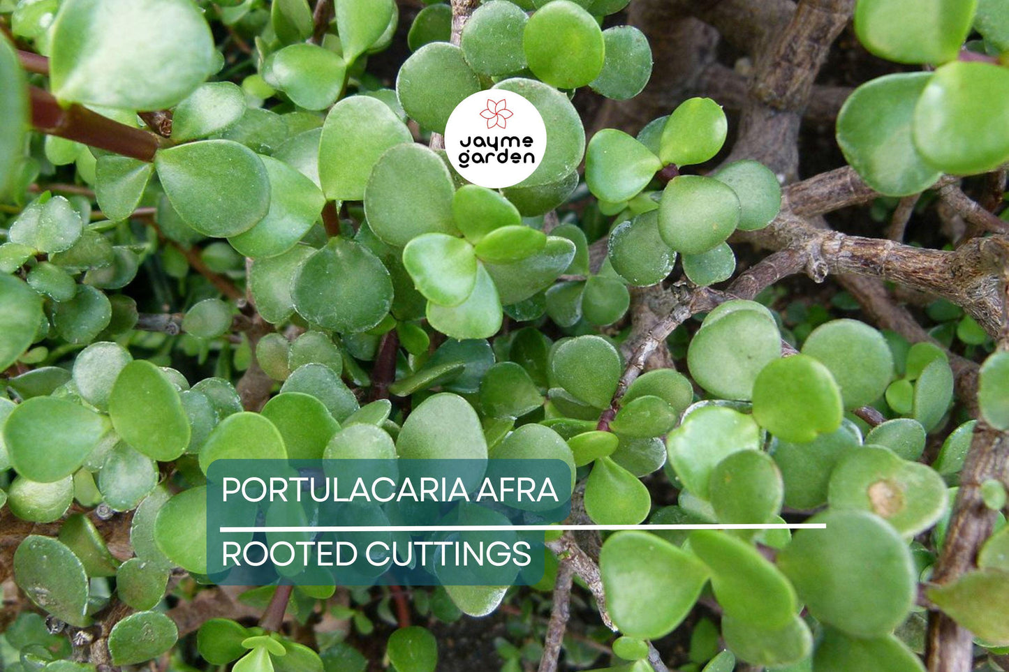 Portulacaria afra Green Elephant Bush - Rare Mini Jade Tree Bonsai - 4" Bare Root Plant - Easy to Care For