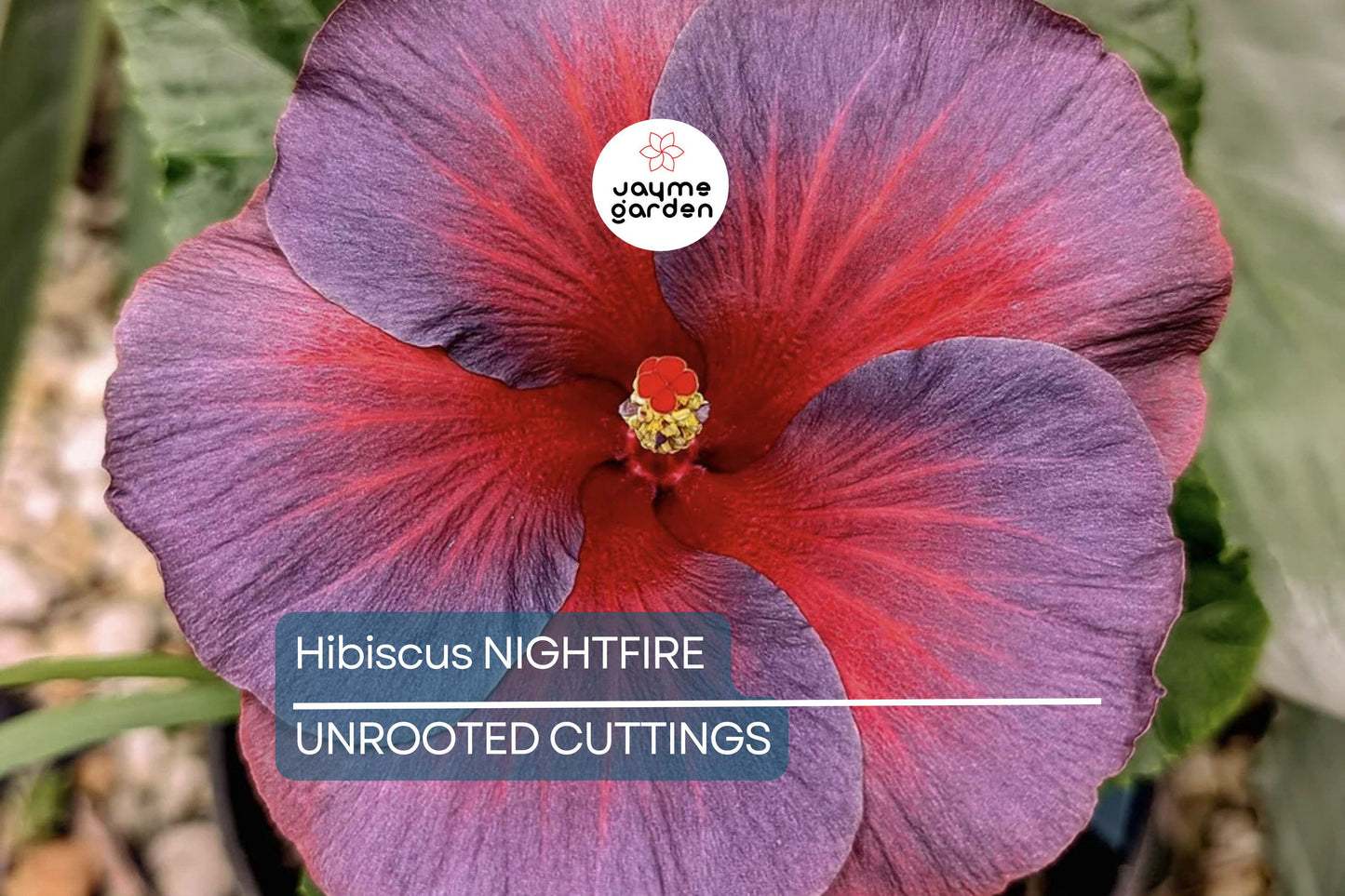 Rare Hibiscus Nightfire Starter Plant - 3 Fresh Unrooted Cuttings, Exotic Flowering Plant