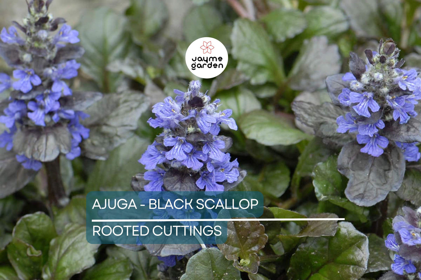 2 Starter Plants of Ajuga Black Scallop Ground Cover Plant - Dark Burgundy Leaves, Blue Flowers, Hardy Perennial