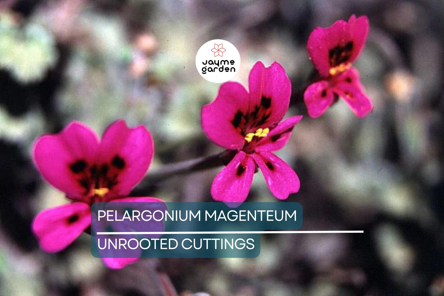 PELARGONIUM MAGENTUM Cuttings - Beautiful Garden Plant, Healthy & Colorful